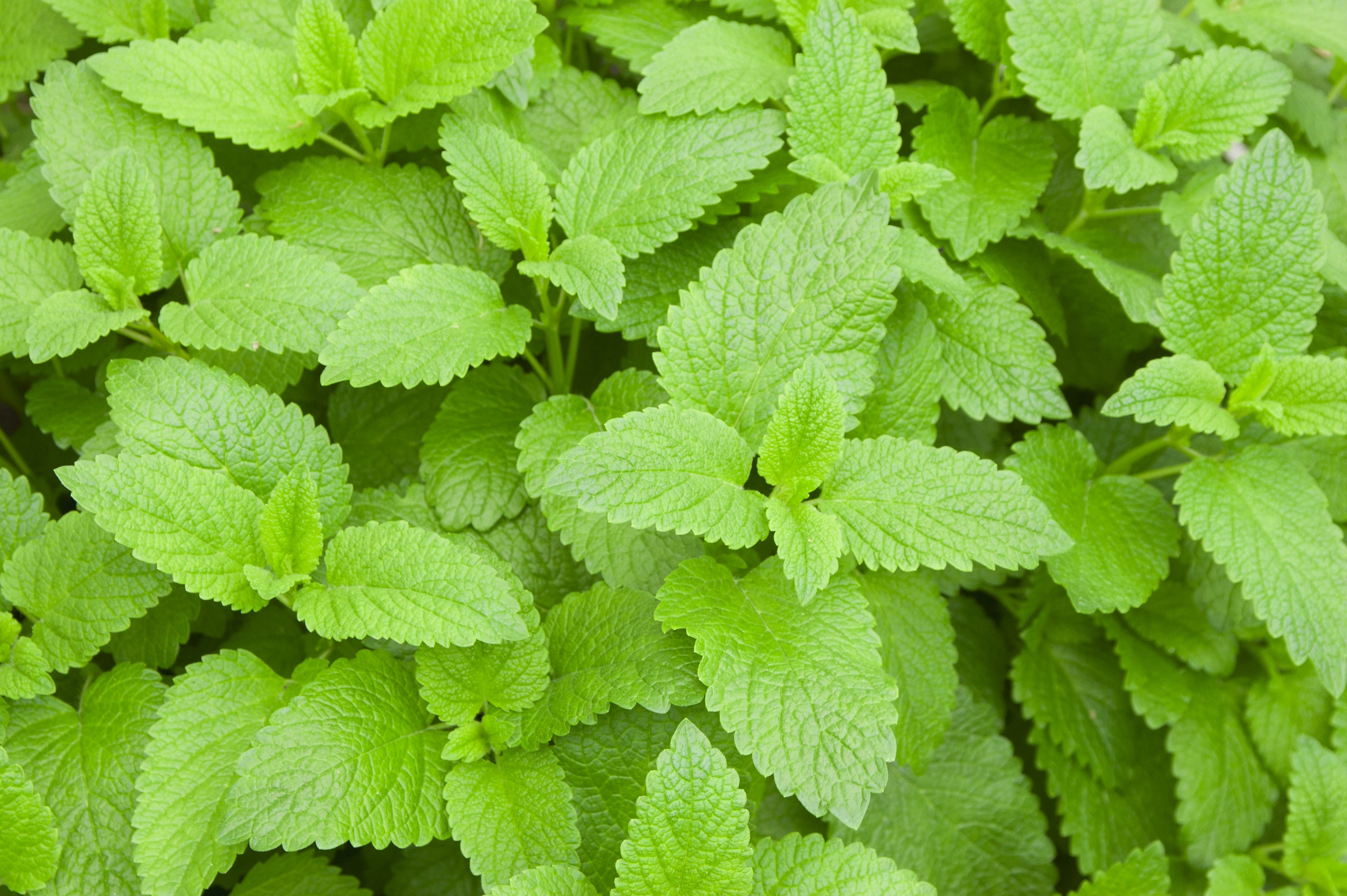 the-many-healing-benefits-of-lemon-balm-power-of-nature