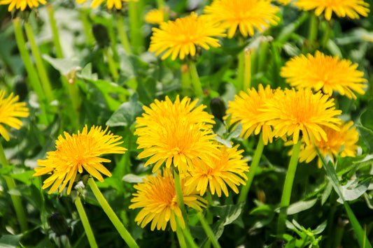 The Health Benefits of Dandelion