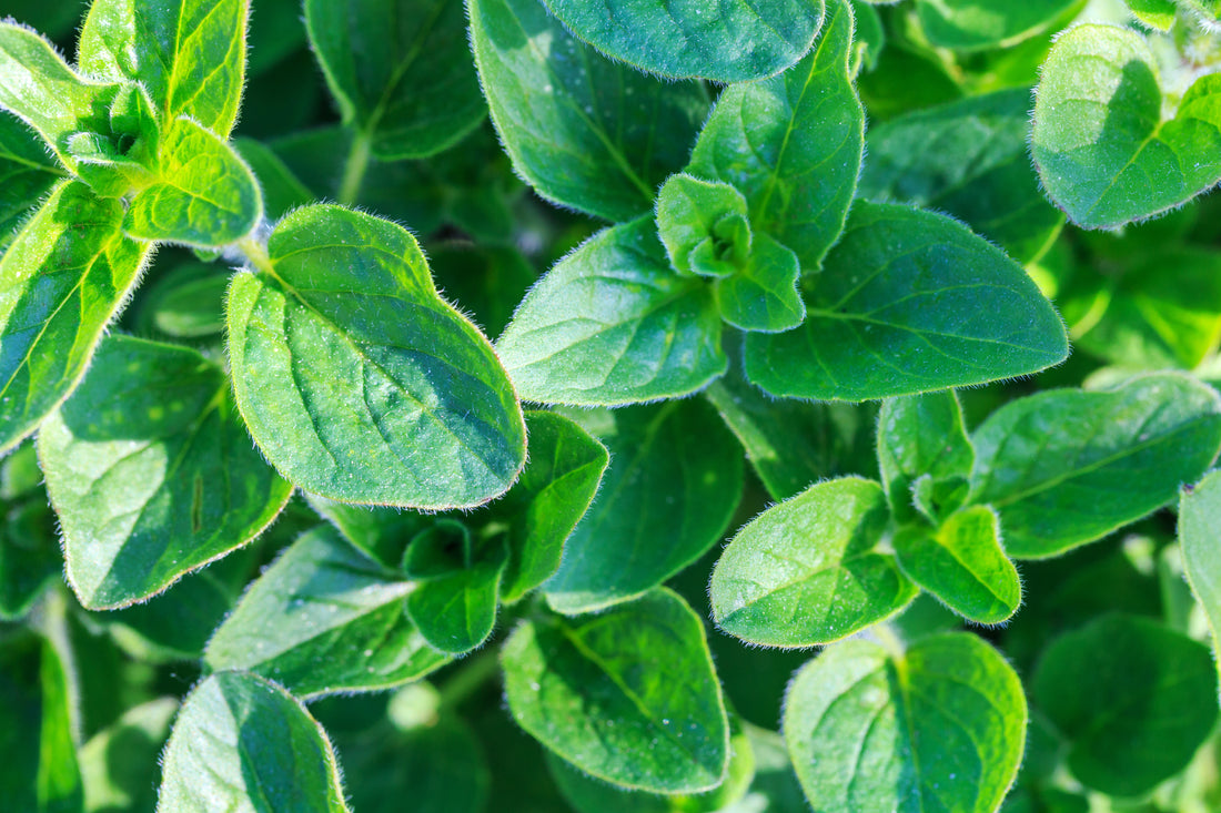 Marjoram and Oregano